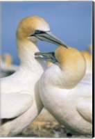 Framed Pair of Gannet tropical birds, Cape Kidnappers New Zealand