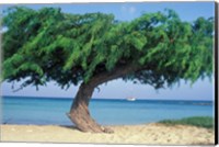 Framed Kwihi Tree,  Aruba, Caribbean