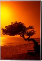 Framed Lone Divi Divi Tree at Sunset, Aruba