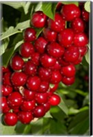 Framed Agriculture, Cherry Orchard, South Island, New Zealand