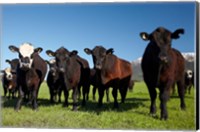 Framed Cows, Kaikoura, Seaward Kaikoura Ranges, Marlborough, South Island, New Zealand