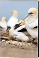 Framed Gannet tropical birds, Cape Kidnappers New Zealand