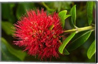 Framed Pohutukawa Flower, Dunedin, South Island, New Zealand