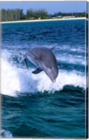 Framed Dolphin Jumping, Grand Bahama, Bahamas