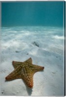 Framed Bahamas, Marine Life, Sea star, Golden Rock Beach