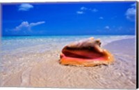 Framed Conch at Water's Edge, Pristine Beach on Out Island, Bahamas