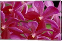 Framed Pink Orchids, Barbados, Caribbean