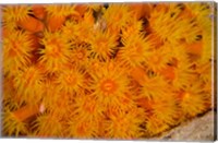 Framed Orange Cup Coral marine life, Netherlands Antilles