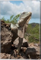 Framed Green Iguana lizard, Slagbaai NP, Netherlands Antilles