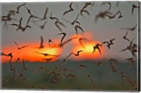 Framed Mexican Free-Tailed Bats, Concan, Texas, USA