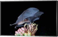 Framed Leafnosed Fruit Bat, Arizona, USA