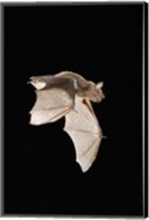 Framed Evening Bat leaving Day roost in tree hole, Texas