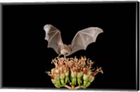 Framed Lesser Long-nosed Bat, Tuscon, Arizona