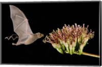 Framed Lesser Long-Nosed Bat in Flight Feeding on Agave Blossom, Tuscon, Arizona