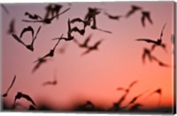 Framed Mexican Free-tailed Bats emerging from Frio Bat Cave, Concan, Texas, USA