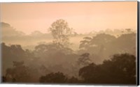 Framed Mist over Canopy, Amazon, Ecuador