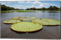 Framed Giant Amazon lily pads, Valeria River, Boca da Valeria, Amazon, Brazil