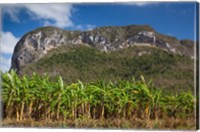 Framed Cuba, Pinar del Rio Province, Palm plantation