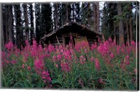 Framed Abandoned Trappers Cabin Amid Fireweed, Yukon, Canada