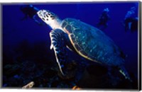 Framed Loggerhead Turtle, Dominica, Caribbean