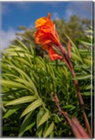 Framed Dominican Republic, Punta Cana, Flower