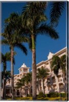 Framed Palm tree, Riu Palace, Bavaro Beach, Higuey, Punta Cana, Dominican Republic