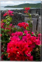 Framed Flowering Bougainvillea & Ruins, Chateau Dubuc, Martinique, French Antilles, West Indies