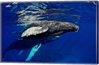 Framed Humpback whale calf, Silver Bank, Domincan Republic