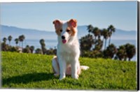 Framed Border Collie puppy dog in a field