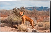 Framed American Pitt Bull Terrier dog, New Mexico