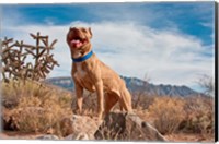 Framed Pitt Bull Terrier dog