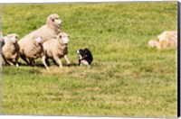 Framed Purebred Border Collie dog and sheep