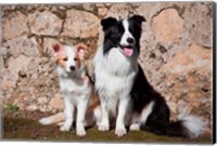 Framed adult Border Collie dog with puppy