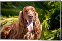 Framed Irish Setter lying surrounded by greenery