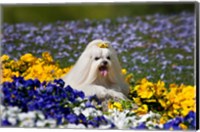 Framed USA, California Maltese lying in flowers with yellow bow