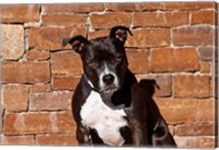 Framed American Staffordshire Terrier dog