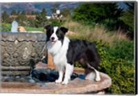 Framed Border Collie dog standing on a fountain