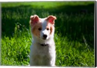 Framed Border Collie puppy dog in a field