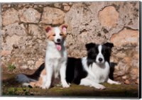 Framed pair of Border Collie dogs