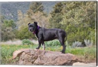 Framed Staffordshire Bull Terrier dog in garden