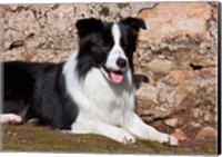 Framed Border Collie dog next to a rock wall