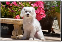 Framed USA, California Maltese sitting next to garden bench with flowers