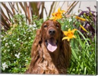 Framed Portrait of an Irish Setter sitting next to yellow flowers