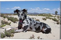 Framed Great Dane lying in the sand in Ventura, California