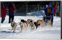 Framed Sled Dog Team, New Hampshire, USA