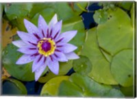 Framed Blue Water Lily, Jardin De Balata, Martinique, French Antilles, West Indies
