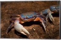 Framed Blue Crab, served in local restaurants, Old San Juan