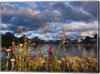 Framed Wildflowers, Jasper National Park, Alberta, Canada