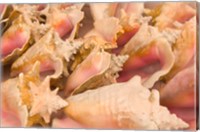Framed Conch Shells, Blue Hill Beach, Turks and Caicos, Caribbean