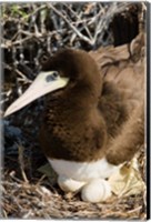 Framed Brown Booby wildlife Cayman Islands, Caribbean